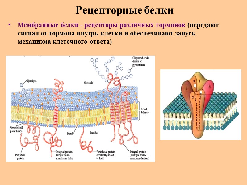 Рецепторные белки Мембранные белки - рецепторы различных гормонов (передают сигнал от гормона внутрь клетки